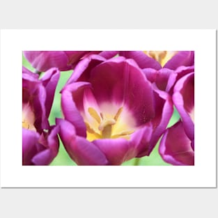 Tulipa 'Purple Flag' Triumph Tulip Posters and Art